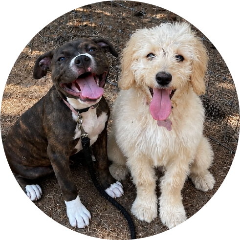 happy-dogs