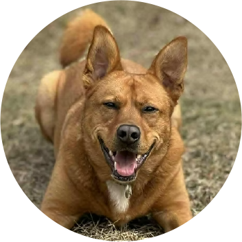 review-pibble
